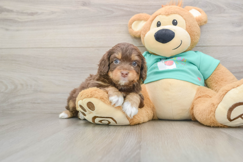 Petite Mini Aussiedoodle Poodle Mix Pup