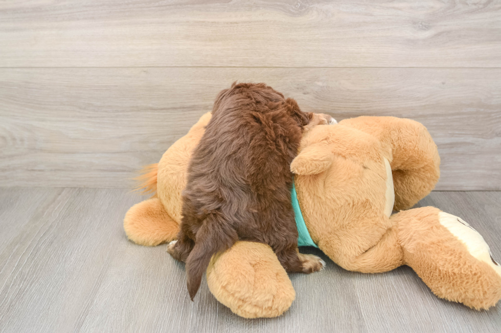 Mini Aussiedoodle Pup Being Cute