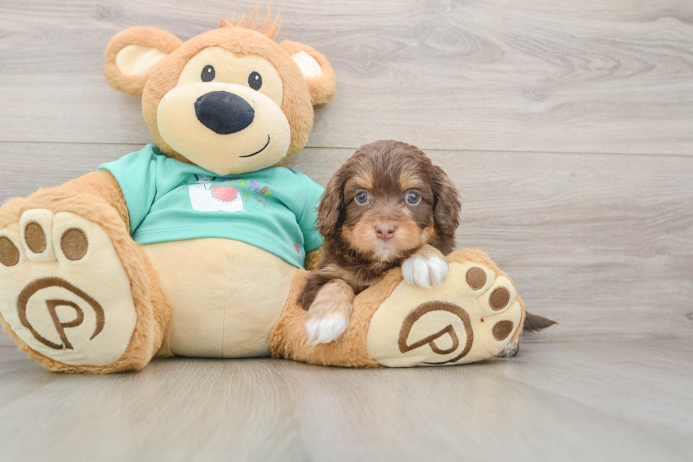 Mini Aussiedoodle Pup Being Cute
