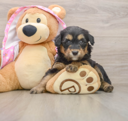 8 week old Mini Aussiedoodle Puppy For Sale - Lone Star Pups