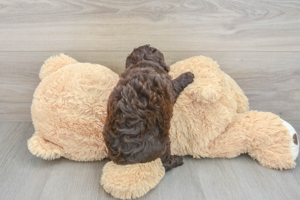 Small Mini Aussiedoodle Baby