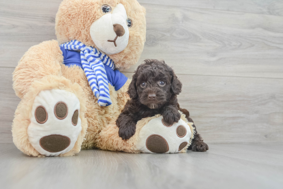 Mini Aussiedoodle Pup Being Cute