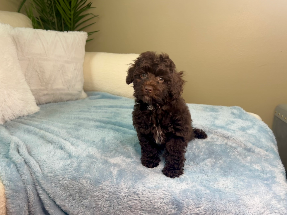 Cute Mini Aussiedoodle Baby