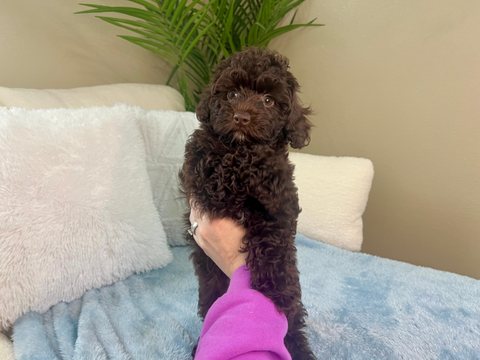 Cute Mini Aussiedoodle Baby