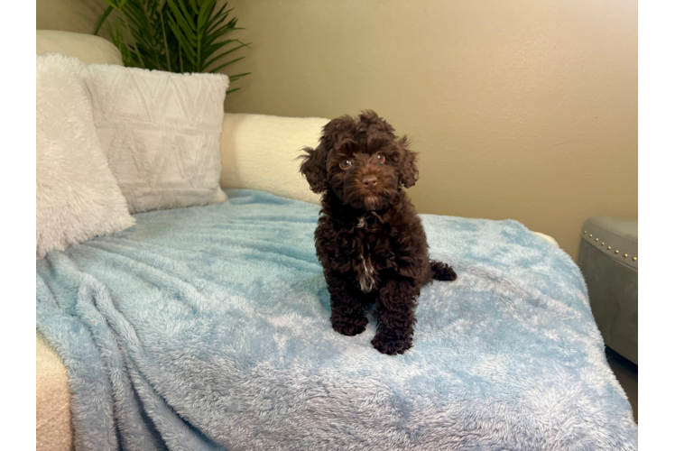 Mini Aussiedoodle Pup Being Cute