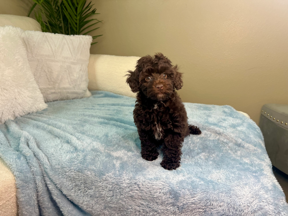 Mini Aussiedoodle Pup Being Cute