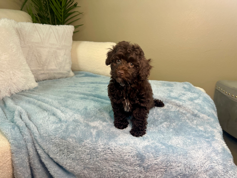 Cute Mini Aussiedoodle Baby