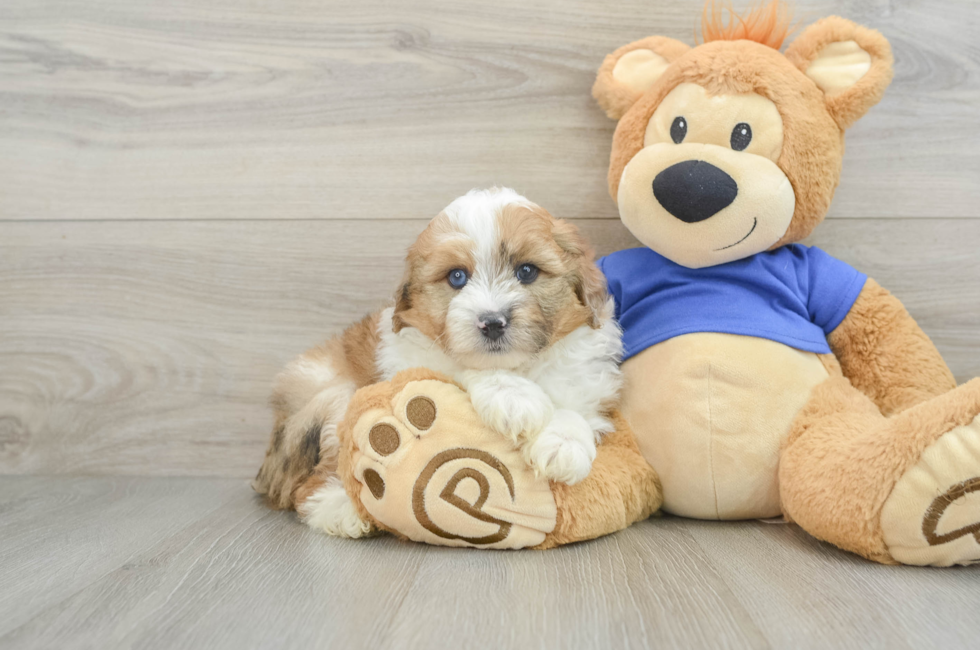 6 week old Mini Aussiedoodle Puppy For Sale - Lone Star Pups