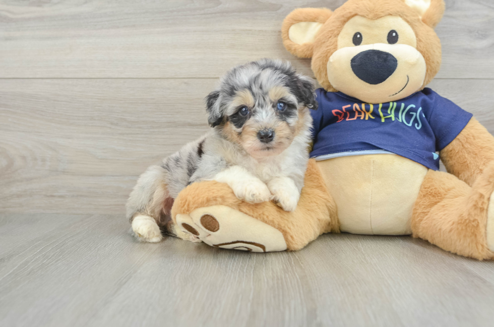 5 week old Mini Aussiedoodle Puppy For Sale - Lone Star Pups