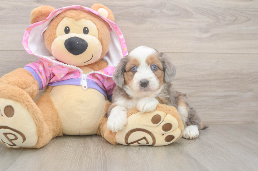 6 week old Mini Aussiedoodle Puppy For Sale - Lone Star Pups