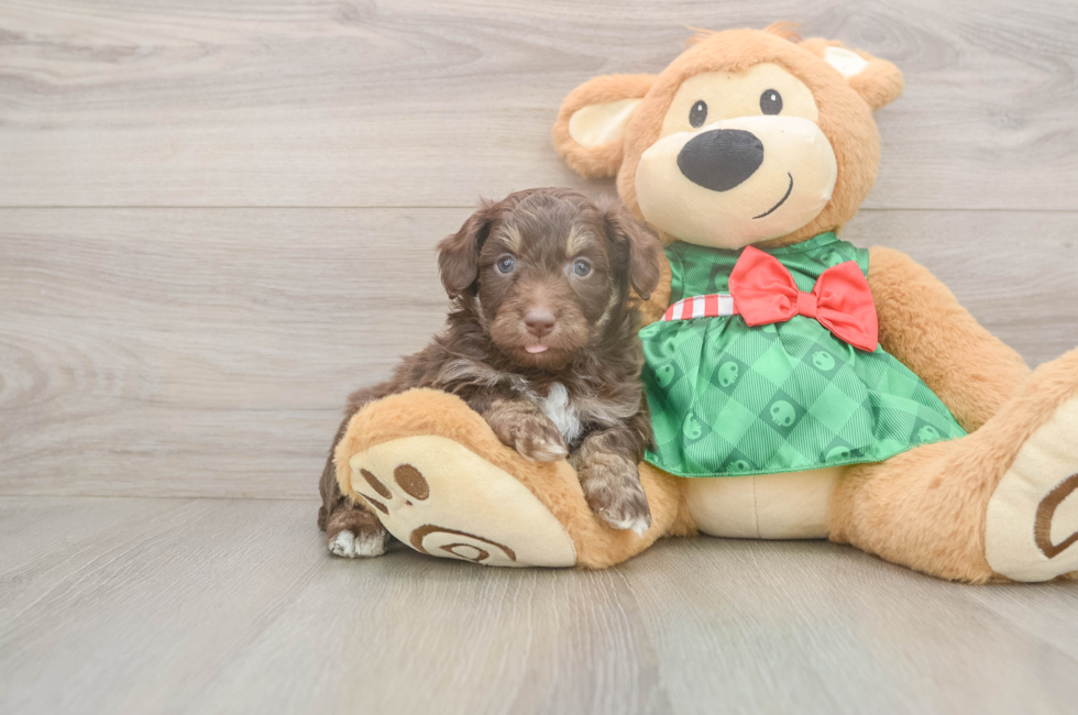 5 week old Mini Aussiedoodle Puppy For Sale - Lone Star Pups