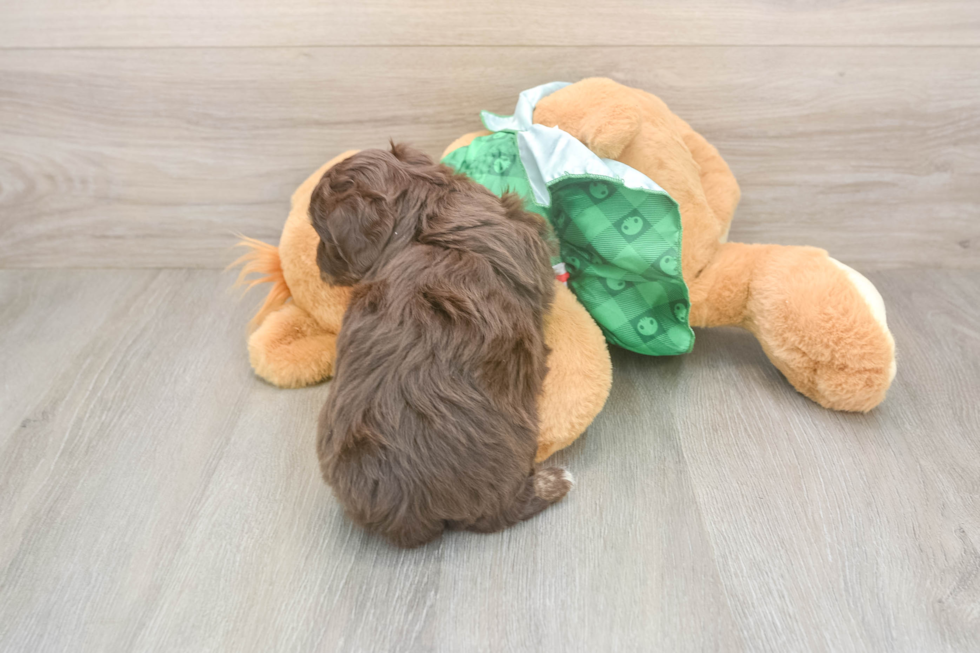 Small Mini Aussiedoodle Baby