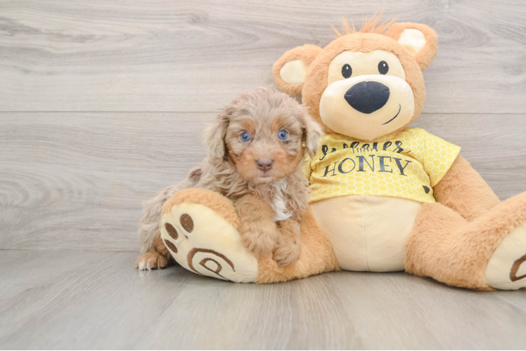 Little Mini Aussiepoo Poodle Mix Puppy