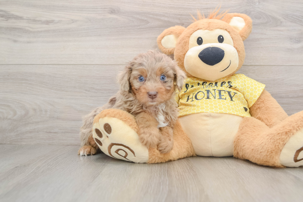 Little Mini Aussiepoo Poodle Mix Puppy