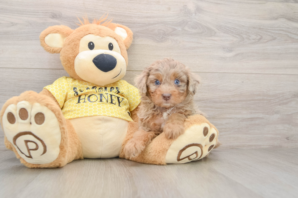 Cute Mini Aussiedoodle Baby