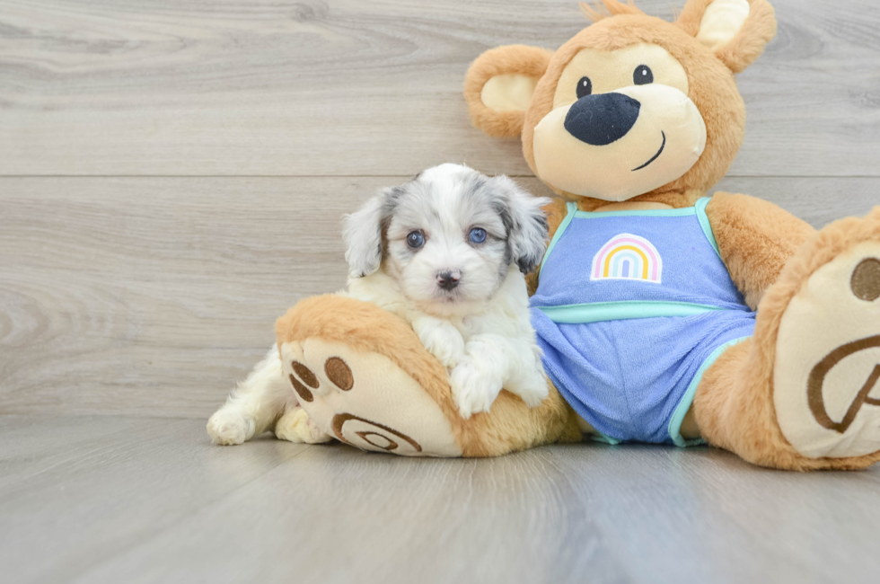 5 week old Mini Aussiedoodle Puppy For Sale - Lone Star Pups