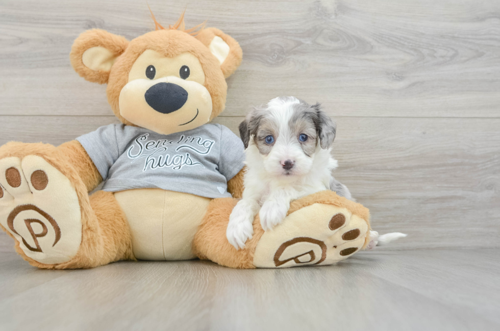 5 week old Mini Aussiedoodle Puppy For Sale - Lone Star Pups