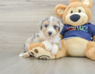 8 week old Mini Aussiedoodle Puppy For Sale - Lone Star Pups