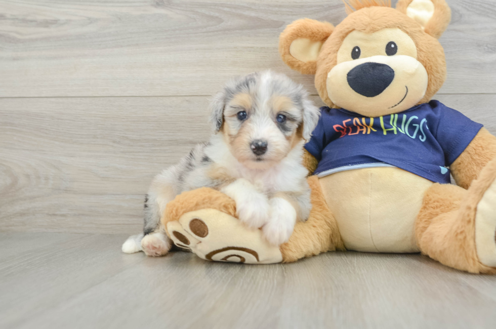 5 week old Mini Aussiedoodle Puppy For Sale - Lone Star Pups