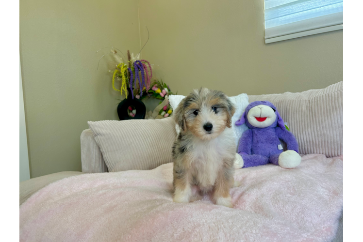 Best Mini Aussiedoodle Baby