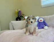 9 week old Mini Aussiedoodle Puppy For Sale - Lone Star Pups