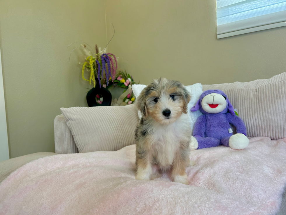 Best Mini Aussiedoodle Baby