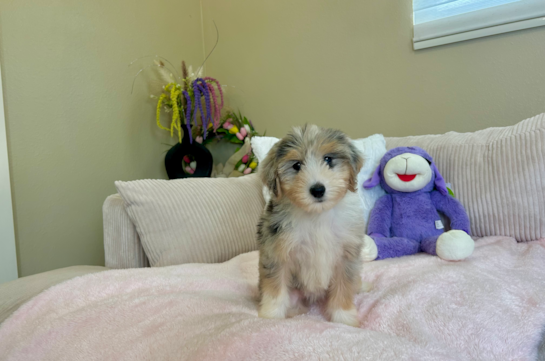 Best Mini Aussiedoodle Baby