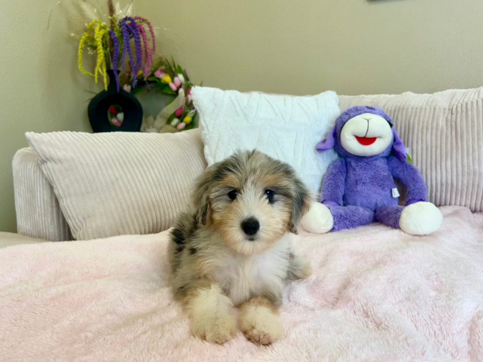 Mini Aussiedoodle Pup Being Cute