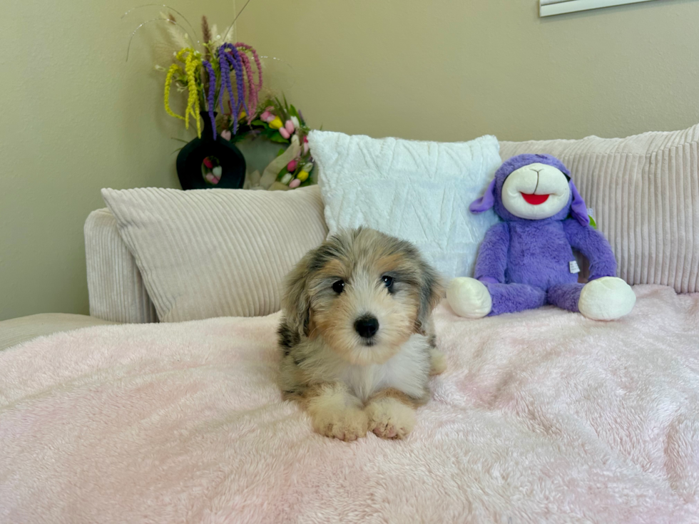 Mini Aussiedoodle Pup Being Cute