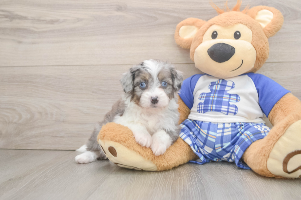 5 week old Mini Aussiedoodle Puppy For Sale - Lone Star Pups