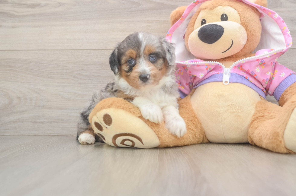 6 week old Mini Aussiedoodle Puppy For Sale - Lone Star Pups