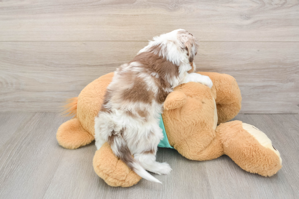 Mini Aussiedoodle Pup Being Cute