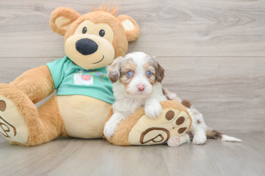 Mini Aussiedoodle Pup Being Cute