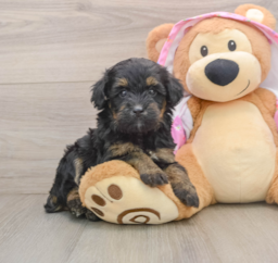 8 week old Mini Aussiedoodle Puppy For Sale - Lone Star Pups