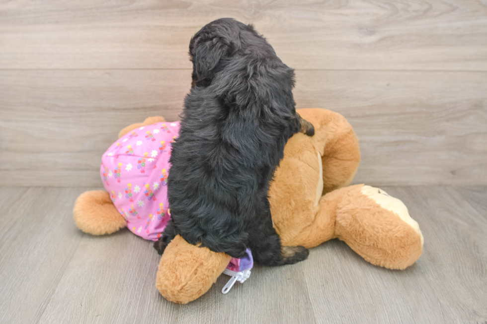 Best Mini Aussiedoodle Baby