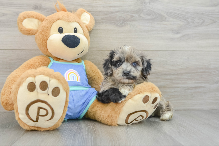 Small Mini Aussiedoodle Baby