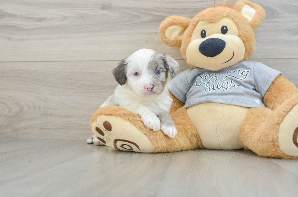 5 week old Mini Aussiedoodle Puppy For Sale - Lone Star Pups