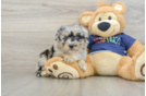 Energetic Aussie Poo Poodle Mix Puppy