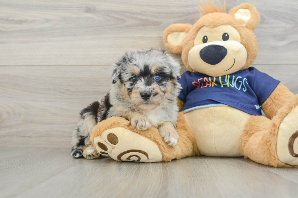 5 week old Mini Aussiedoodle Puppy For Sale - Lone Star Pups