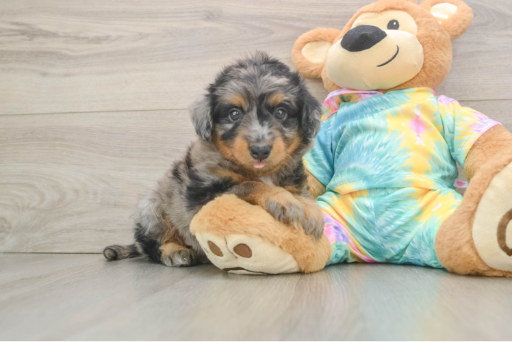 Mini Aussiedoodle Puppy for Adoption