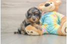 Mini Aussiedoodle Puppy for Adoption