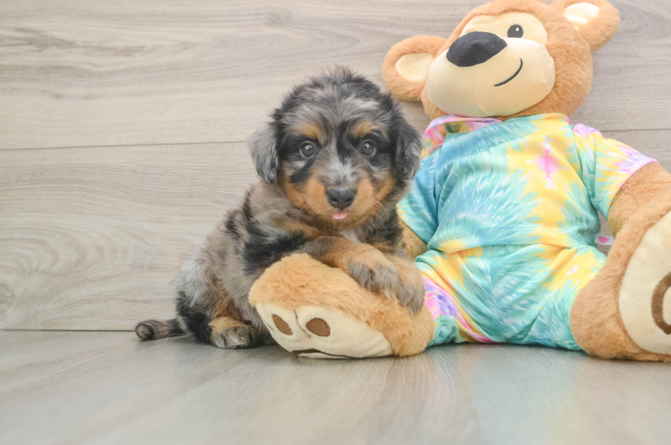 5 week old Mini Aussiedoodle Puppy For Sale - Lone Star Pups