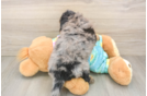 Fluffy Mini Aussiedoodle Poodle Mix Pup