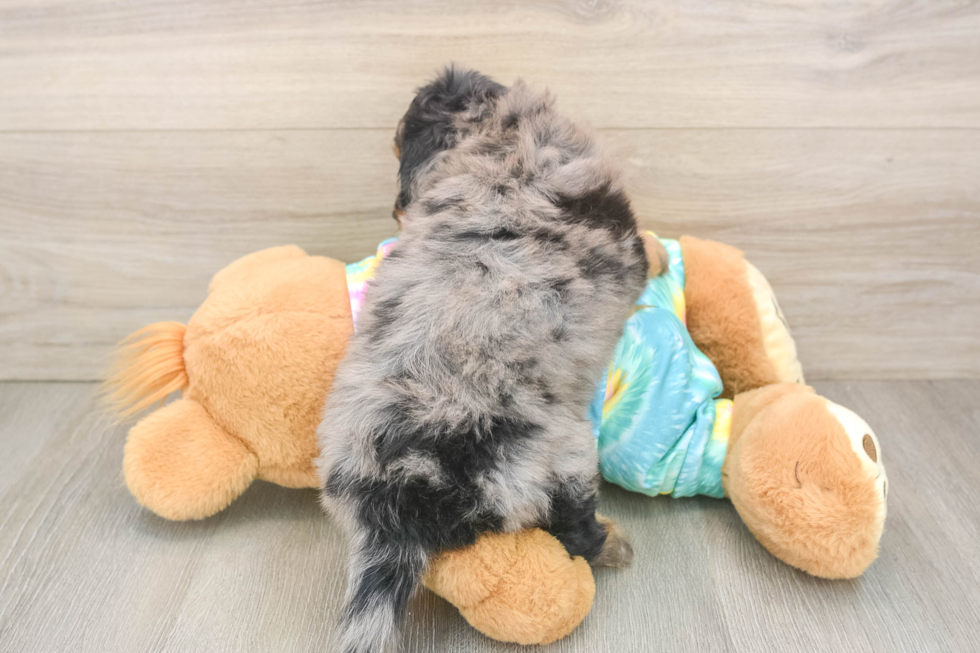 Fluffy Mini Aussiedoodle Poodle Mix Pup