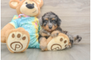 Petite Mini Aussiedoodle Poodle Mix Pup
