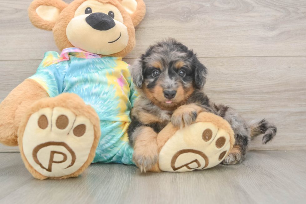 Petite Mini Aussiedoodle Poodle Mix Pup