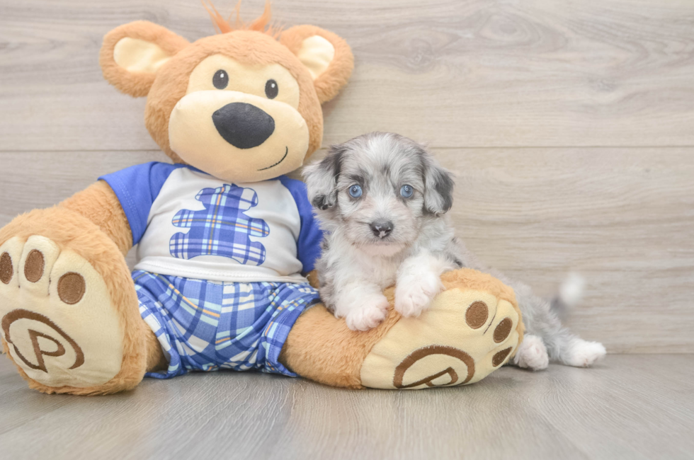 5 week old Mini Aussiedoodle Puppy For Sale - Lone Star Pups