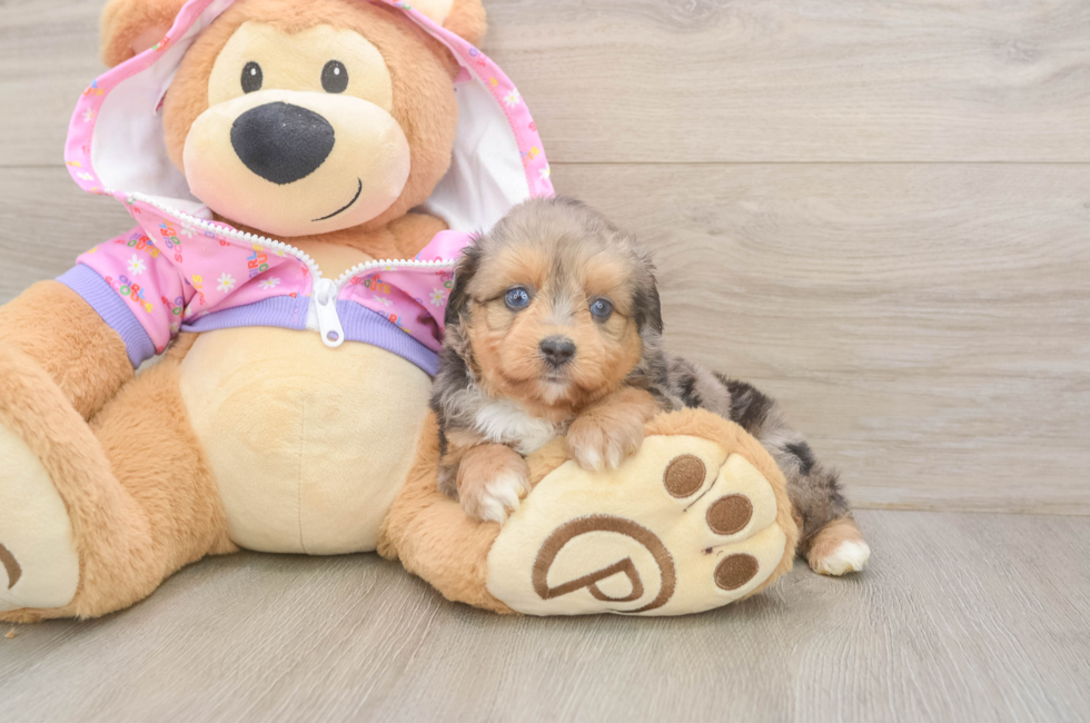 6 week old Mini Aussiedoodle Puppy For Sale - Lone Star Pups