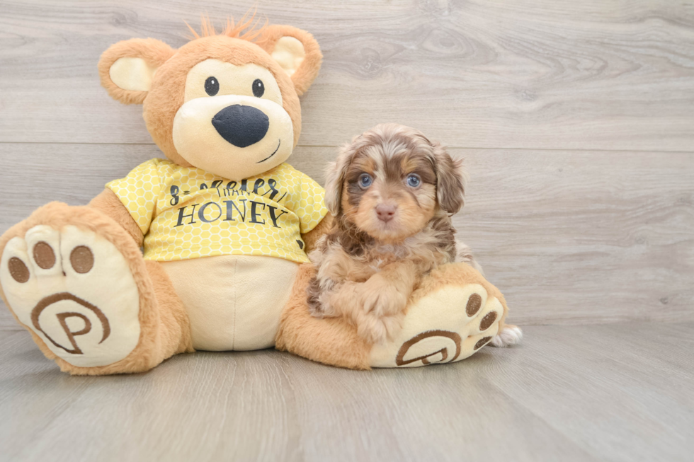 Playful Mini Aussiepoodle Poodle Mix Puppy