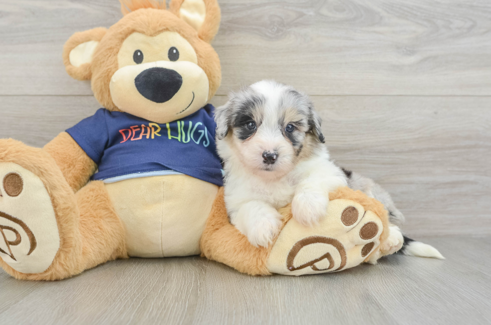 5 week old Mini Aussiedoodle Puppy For Sale - Lone Star Pups